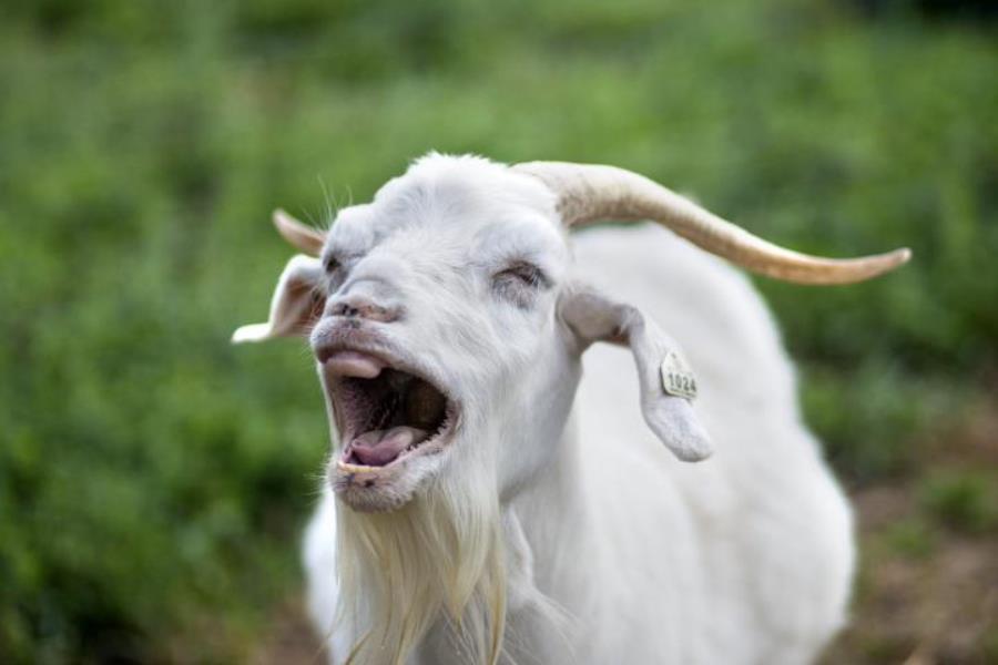 Goat Teeth Age