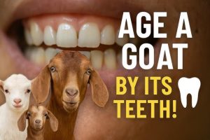 Goat Teeth Age